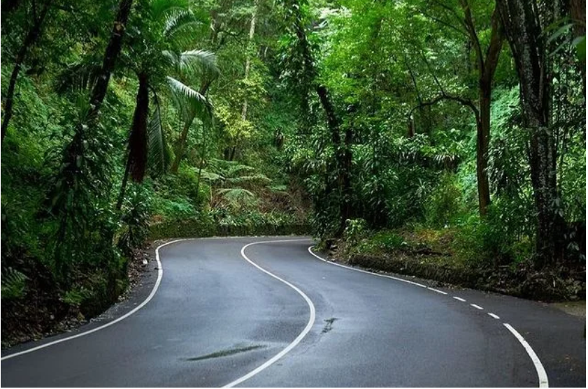 A winding road through the lush tropical rainforest of Fern Gully, Jamaica, not photographed at the villa