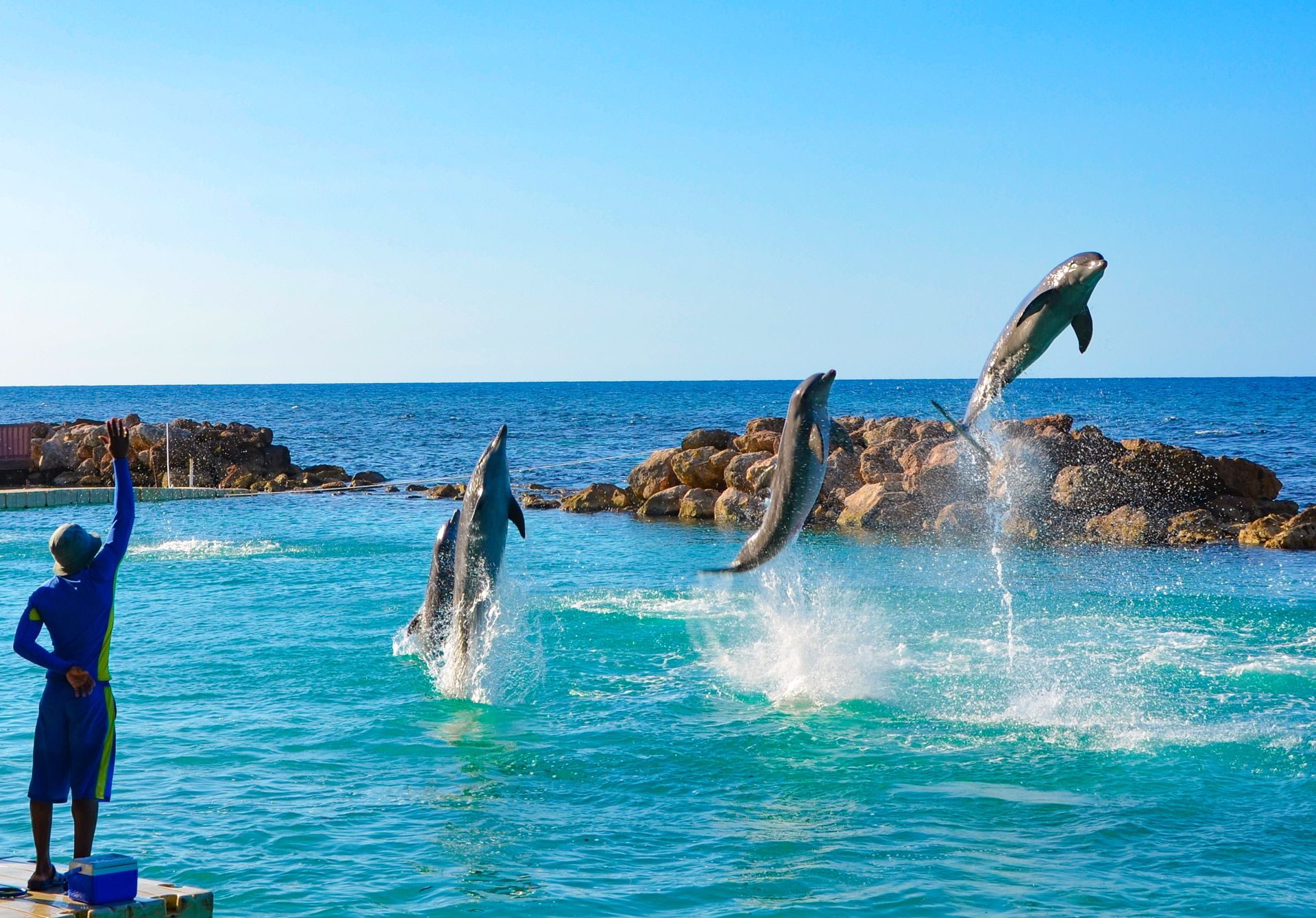 Dolphins leaping during a show at Dolphin Cove, not photographed at the villa